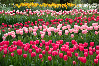Tulips In Keukenhof